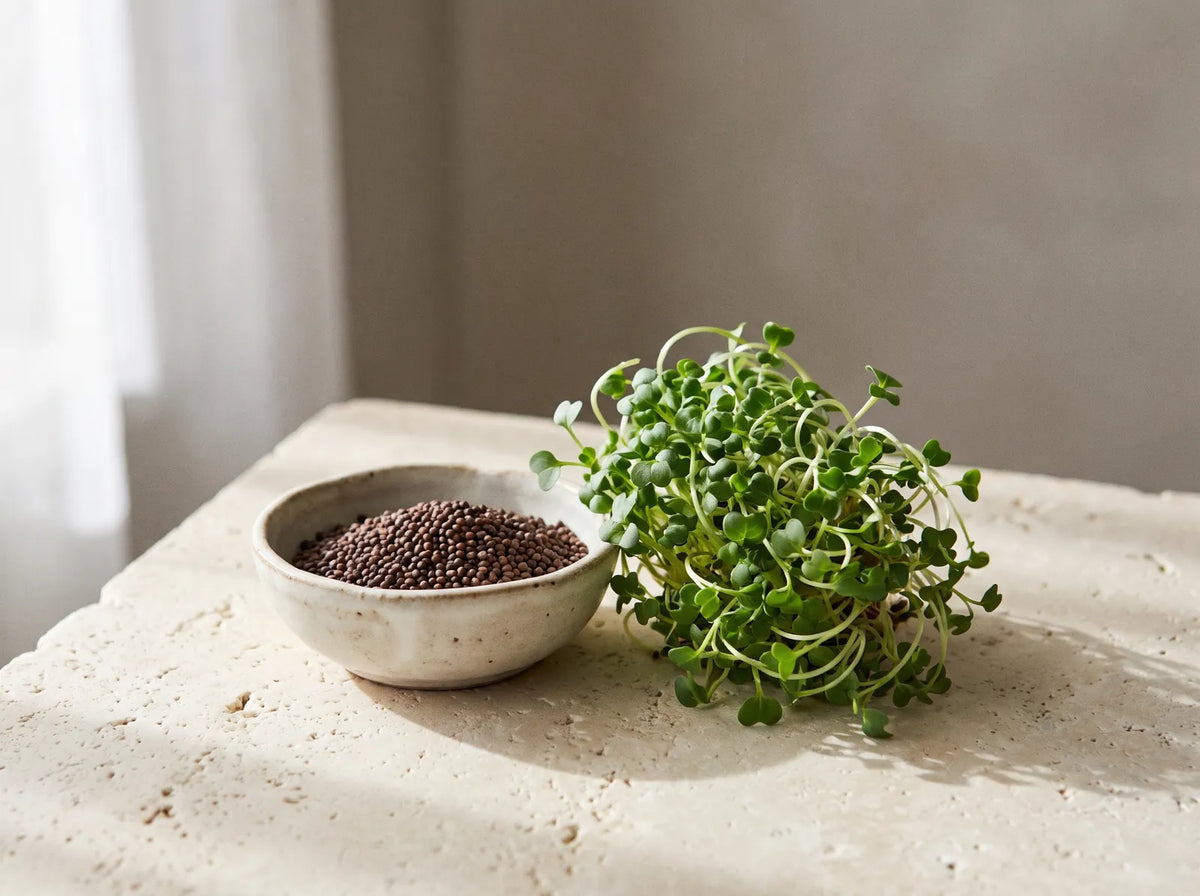 Broccoli seeds in a small dish beside fresh broccoli sprouts