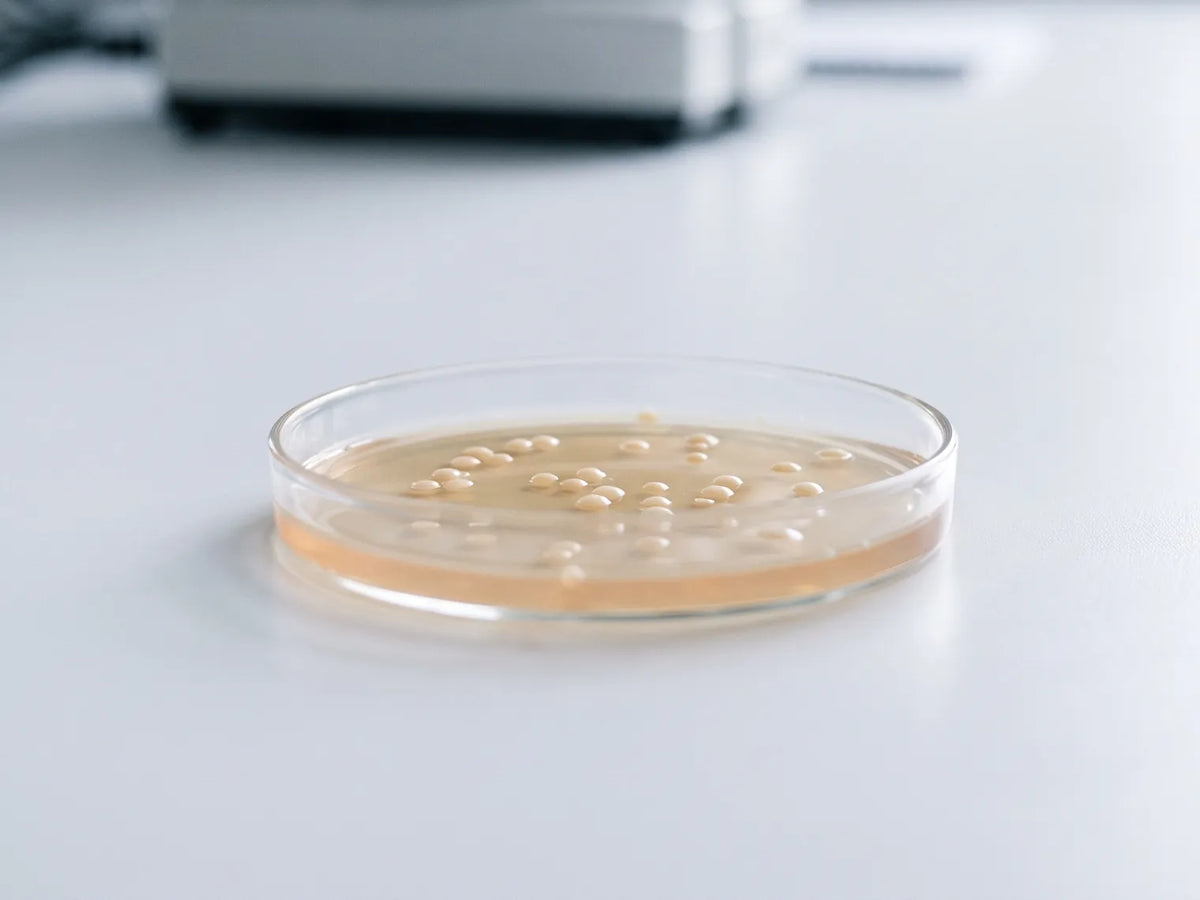 Probiotic bacterial colonies growing in a glass petri dish on a lab bench