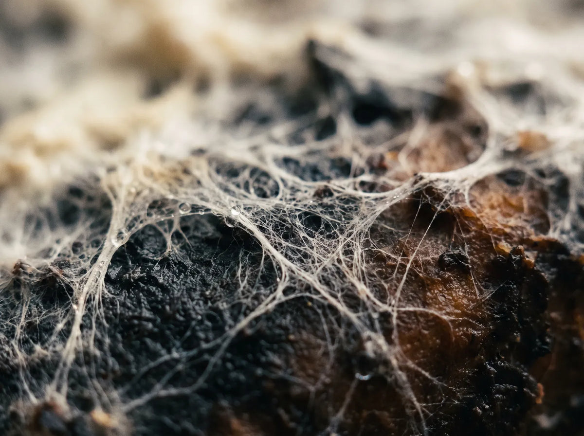 White fungal mycelium threads spreading across a dark substrate