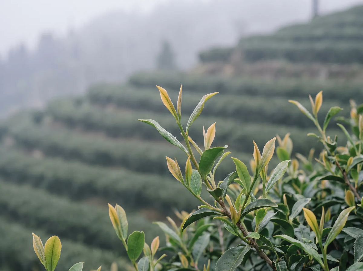 Fresh tea leaves and buds on a tea bush in a misty plantation